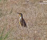 Picture/image of Eastern Meadowlark