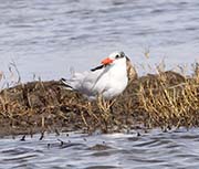 Picture/image of Royal Tern