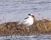 Picture/image of Royal Tern
