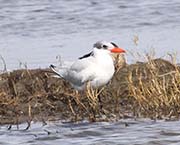 Picture/image of Royal Tern
