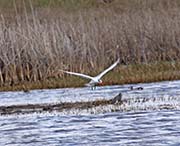 Picture/image of Brazoria NWR