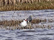 Picture/image of Royal Tern