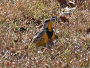 Picture/image of Eastern Meadowlark