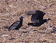 Picture/image of Black Vulture