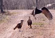 Picture/image of Crested Caracara