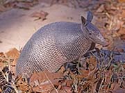 Picture/image of Attwater Prairie Chicken NWR