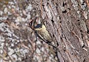 Picture/image of Yellow-bellied Sapsucker