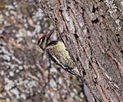 Picture/image of Yellow-bellied Sapsucker