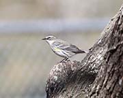 Yellow-rumped Myrtle Warbler