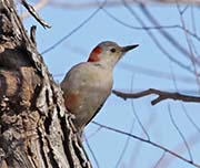Picture/image of Red-bellied Woodpecker