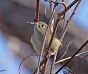Picture/image of Ruby-crowned Kinglet