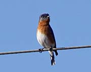 Picture/image of Eastern Bluebird