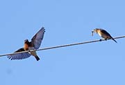Picture/image of Eastern Bluebird