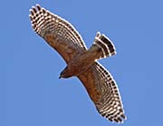 Picture/image of Red-shouldered Hawk