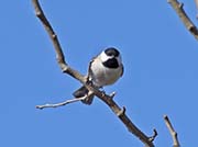 Picture/image of Carolina Chickadee