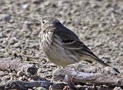 Picture/image of American Pipit