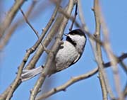 Picture/image of Carolina Chickadee