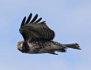 Picture/image of Red-tailed Hawk