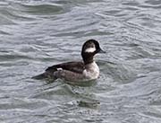 Picture/image of Bufflehead