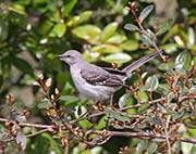 Picture/image of Northern Mockingbird