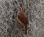 Picture/image of Carolina Wren