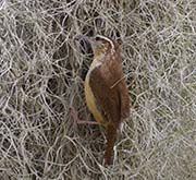 Picture/image of Carolina Wren