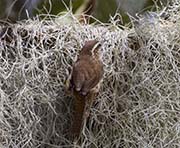 Picture/image of Carolina Wren