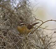 Picture/image of Carolina Wren