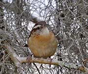Picture/image of Carolina Wren