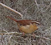 Picture/image of Carolina Wren