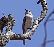 Picture/image of Tufted Titmouse
