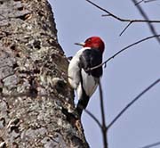 Picture/image of Red-headed Woodpecker