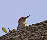 Picture/image of Red-bellied Woodpecker