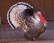 Picture/image of Wild Turkey