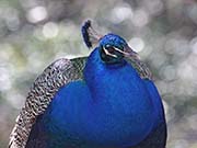 Picture/image of Indian Peafowl