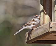 Picture/image of Chipping Sparrow
