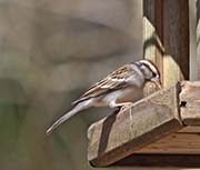 Picture/image of Chipping Sparrow
