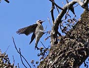 Picture/image of Yellow-bellied Sapsucker