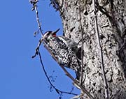 Picture/image of Yellow-bellied Sapsucker