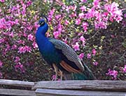 Picture/image of Baton Rouge Area