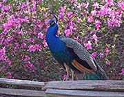 Indian Peafowl
