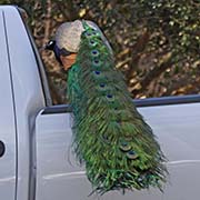 Picture/image of Indian Peafowl