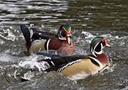 Picture/image of Wood Duck