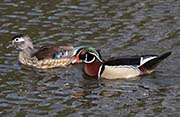 Picture/image of Wood Duck