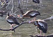 Picture/image of Black-bellied Whistling Duck