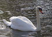 Picture/image of Mute Swan