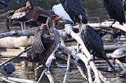 Picture/image of Double-crested Cormorant