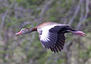 Picture/image of Black-bellied Whistling Duck