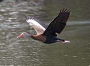 Picture/image of Black-bellied Whistling Duck