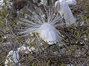 Picture/image of Great Egret